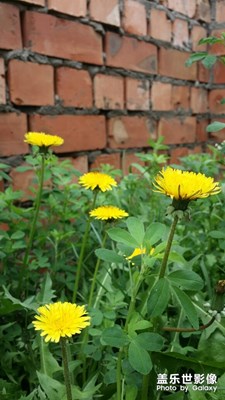 【中國最美瞬間】+那些花兒