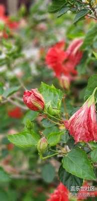 s9+自動(dòng)模式也照樣雄霸天下，x以后就當(dāng)備用機(jī)了