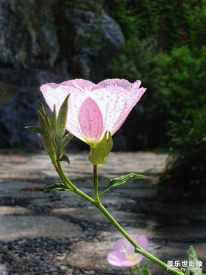 《最美瞬間》雨后初晴