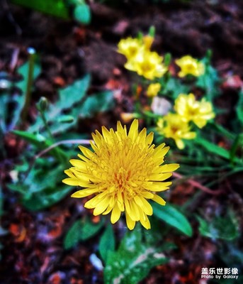 草木心有韻，草木亦有情（1）