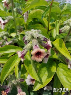 【我的手機(jī)在說(shuō)話】+ 花開季節(jié)