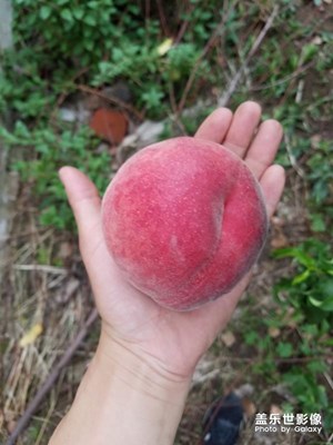 【我的手機在說話】+我家的的桃園