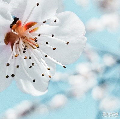 【中國最美瞬間】萬紫千紅