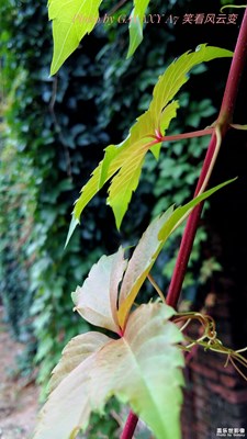 葉子是一個故事