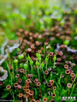 【中國最美瞬間】一些亂拍的圖3