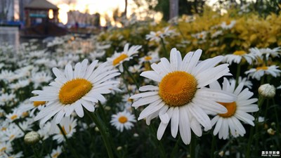 【我的手機在說話】+大濱菊