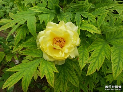 花開富貴