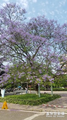 【中國最美瞬間】藍花楹