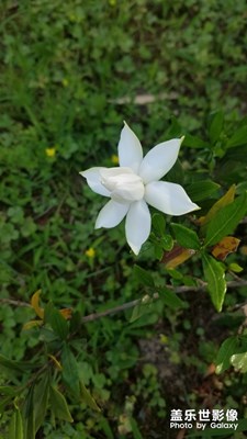 【中國最美瞬間】 梔子花開