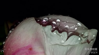 芍藥花蕾