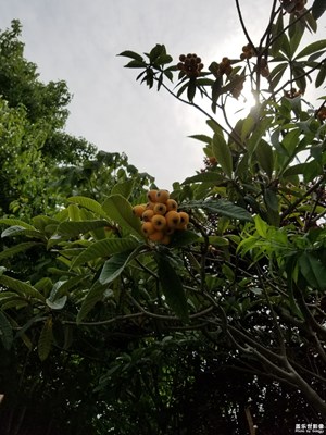隨手拍