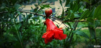 Note8捕捉最美瞬間