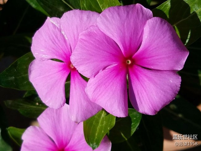 太陽花