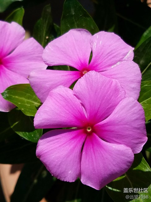太陽花