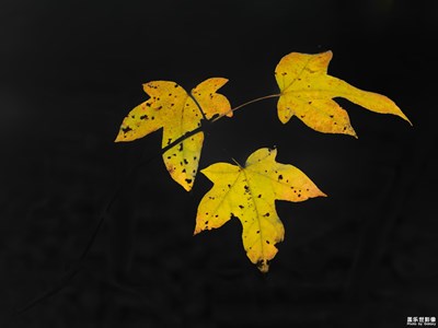 【葉子的故事】+葉子的追求