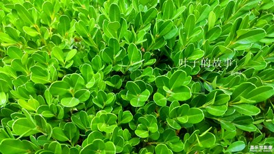 【葉子的故事】+雨后