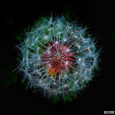 【葉子的故事】+一花，一葉，一世界。