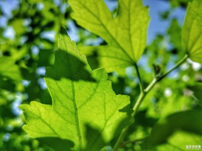 【葉子的故事】+初夏的顏色