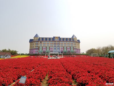 最美瞬間之廣州百萬葵園