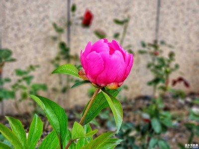 【葉子的故事】+有花就有葉