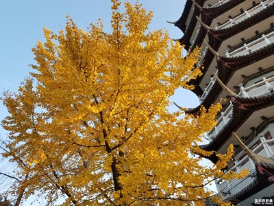 【葉子的故事】+靜待落葉