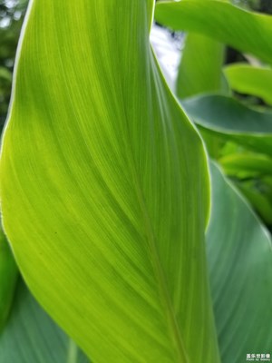 【葉子的故事】+綠肥紅瘦