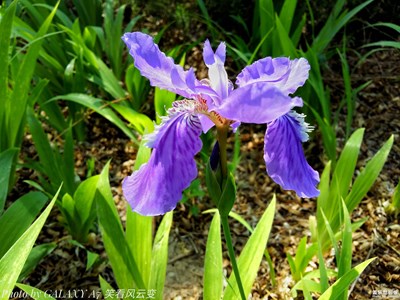 她那么美+【鳶尾花】