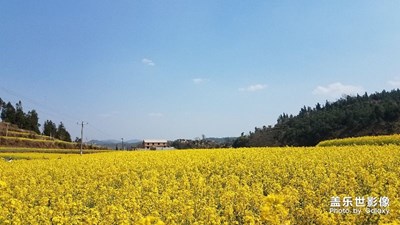 老家油菜花，很漂亮！