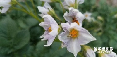 花