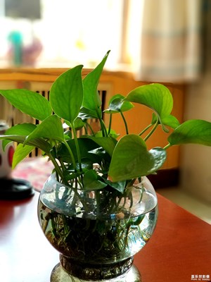 note8試拍背景虛化