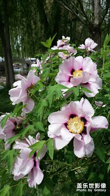 雍容華貴，粉墨登場