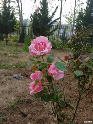 8.0趕緊更新到正式版，好多bug