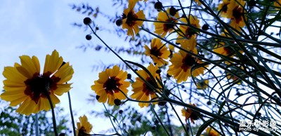【中國最美瞬間】花花世界