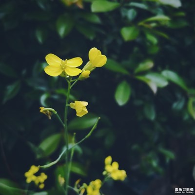 隨手拍（2）