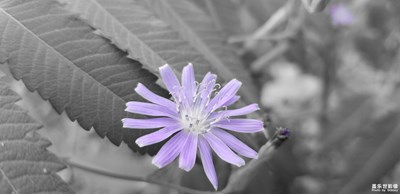 落葉知秋 花凋為時