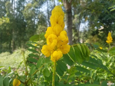 【夏之花】+美麗金洋鳳