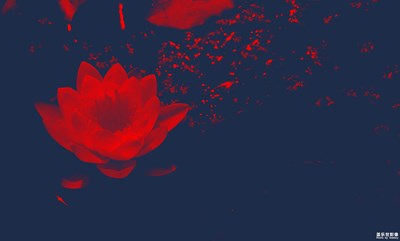 【夏之花】那些花