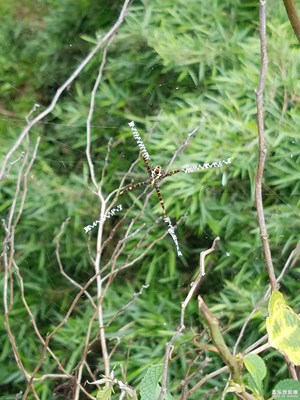 蜘蛛文誰(shuí)會(huì)翻譯？