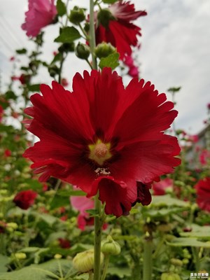 【夏之花】+生如絢爛