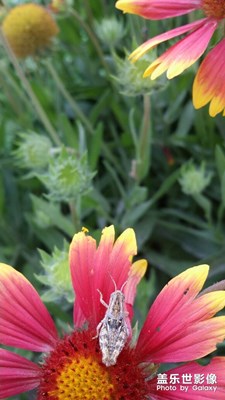 【夏之花】+蟲(chóng)趣