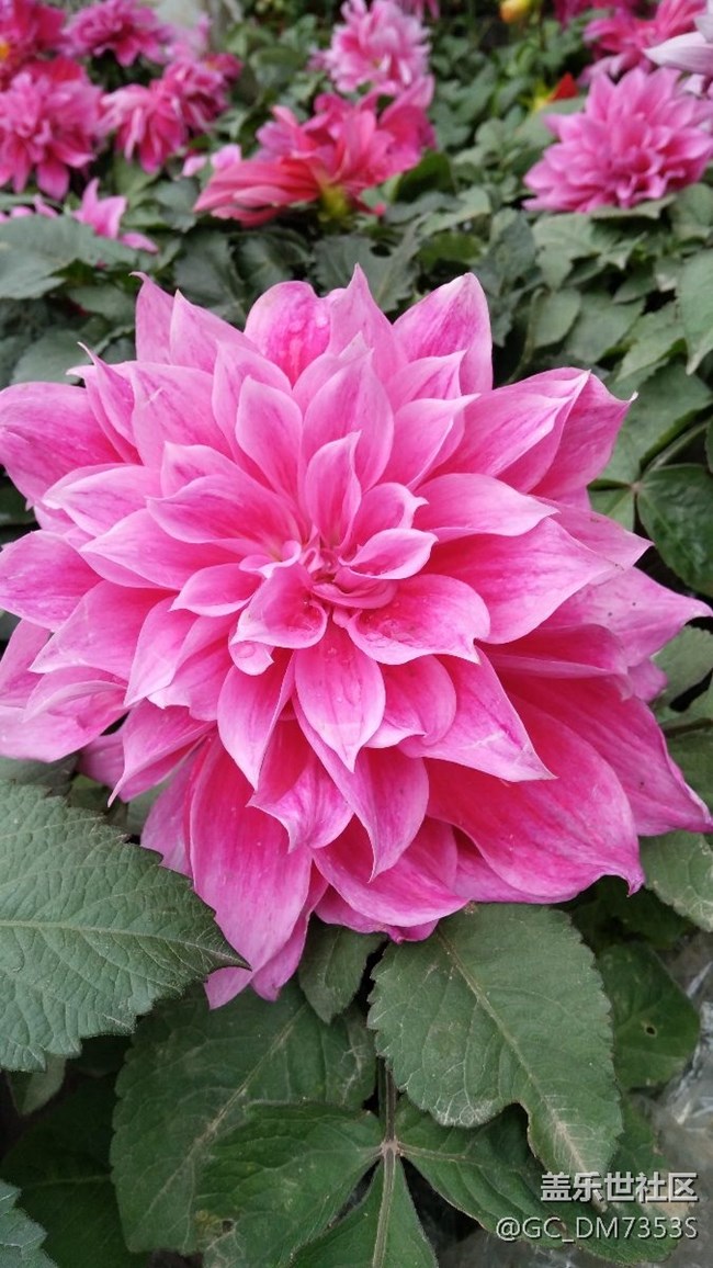 曬曬三星C9 Pro拍的那些花兒