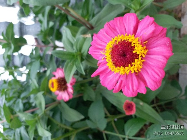 曬曬三星C9 Pro拍的那些花兒