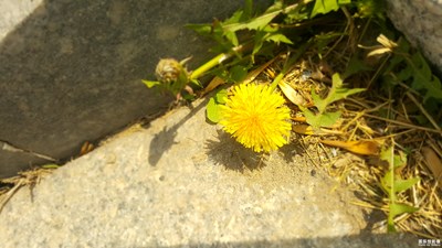 【夏之花】+小野的頑強