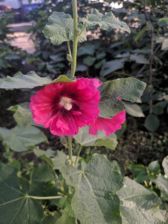 Note 8 拍照  字?jǐn)?shù)補(bǔ)丁