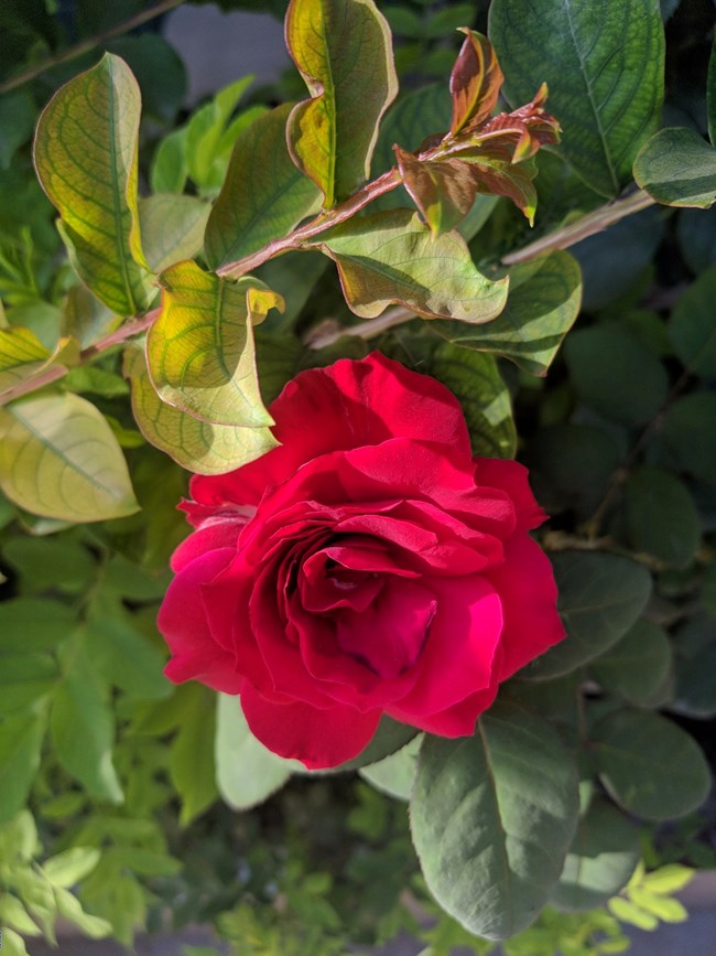 Note 8 拍照  字?jǐn)?shù)補(bǔ)丁