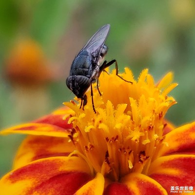 【中國(guó)最美瞬間】+昆蟲記