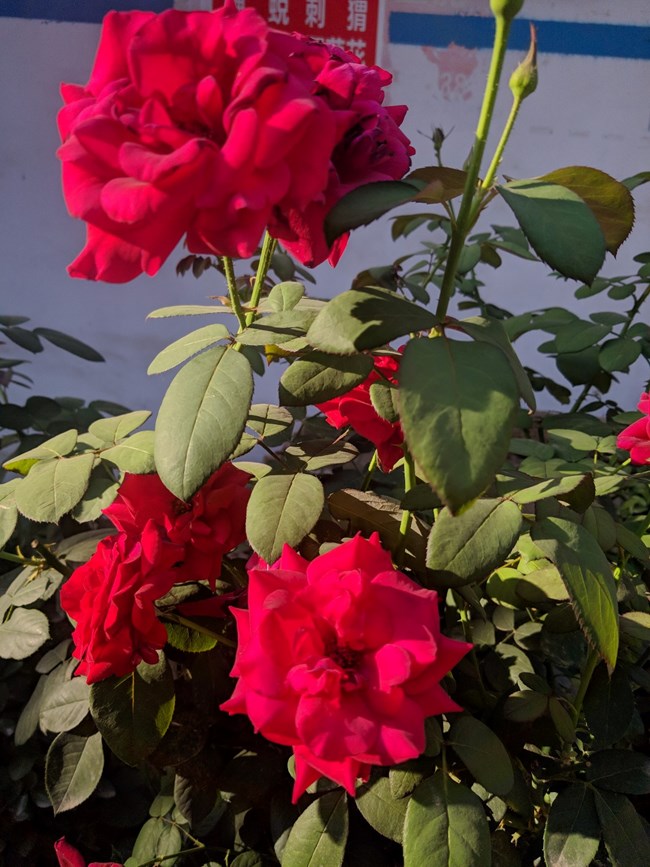 Note 8 拍照  字?jǐn)?shù)補(bǔ)丁