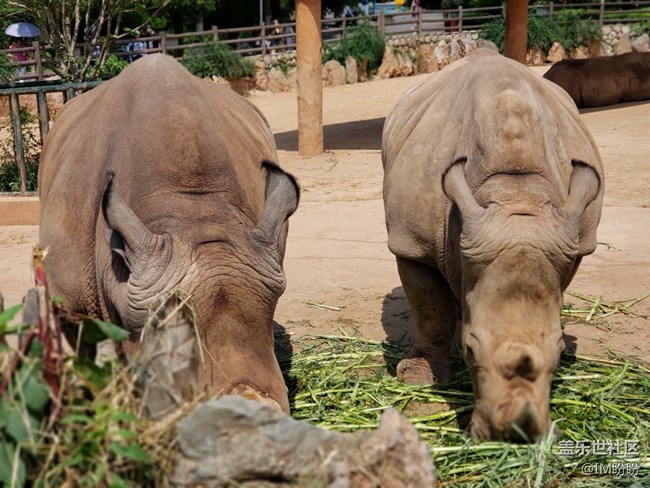 記長沙動(dòng)物園游——長沙星部落活動(dòng)