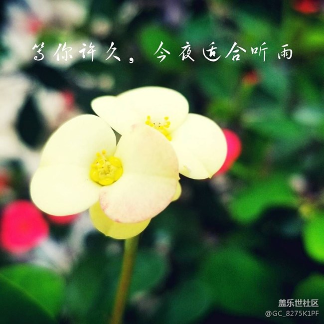 大愛三星的相機