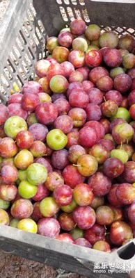 姐姐家，摘李子